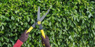 Pruning of ornamental trees at home in morning photo