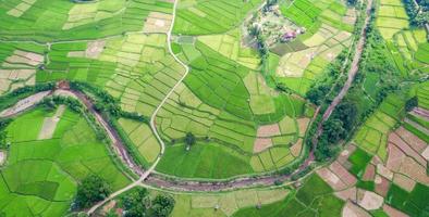 Aerial view of the green rice field landscape