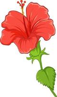 Hibiscus flower with leaf isolated on white background vector