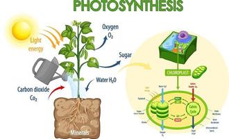 Diagram showing process of photosynthesis in plant vector