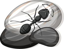 Top view of black ant on a stone on white background vector