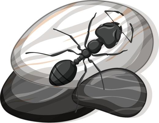 Top view of black ant on a stone on white background