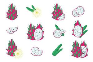 conjunto de ilustraciones con frutas exóticas de pitaya, flores y hojas aisladas sobre fondo blanco. vector