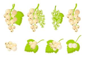 Set of illustrations with Whitecurrant exotic fruits, flowers and leaves isolated on a white background. vector