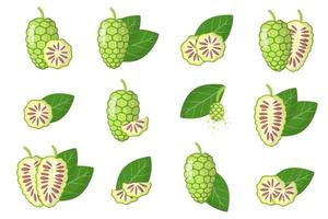 Set of illustrations with Noni exotic fruits, flowers and leaves isolated on a white background. vector