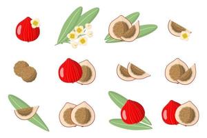 Set of illustrations with Quandong exotic fruits, flowers and leaves isolated on a white background. vector