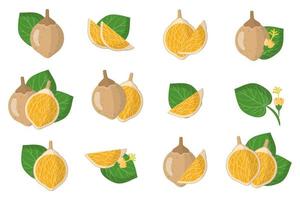 Set of illustrations with Matisia cordata exotic fruits, flowers and leaves isolated on a white background. vector