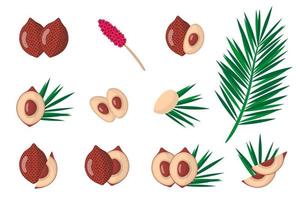 Set of illustrations with Salak exotic fruits, flowers and leaves isolated on a white background. vector