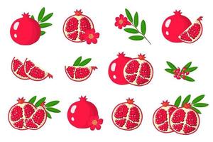 Set of illustrations with Pomegranate exotic fruits, flowers and leaves isolated on a white background. vector