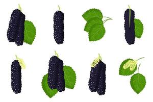 Set of illustrations with Mulberry hubrid exotic fruits, flowers and leaves isolated on a white background. vector