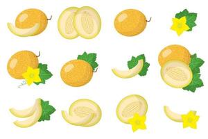 Set of illustrations with Melon exotic fruits, flowers and leaves isolated on a white background. vector