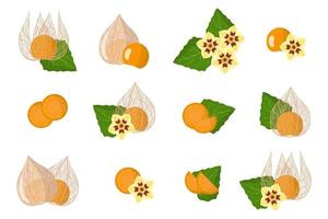 Set of illustrations with Physalis peruviana exotic fruits, flowers and leaves isolated on a white background. vector