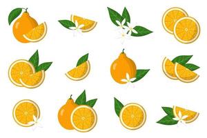 Set of illustrations with tangelo exotic citrus fruits, flowers and leaves isolated on a white background. vector