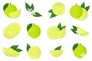 Set of illustrations with limetta exotic citrus fruits, flowers and leaves isolated on a white background. vector