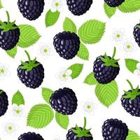 Vector cartoon seamless pattern with Rubus Eubatus or blackberry exotic fruits, flowers and leafs on white background