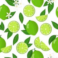 Vector cartoon seamless pattern with Citrus aurantiifolia or Key lime exotic fruits flowers and leaf on white background