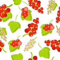 Vector de dibujos animados de patrones sin fisuras con ribes rubrum o grosellas frutas exóticas, flores y hojas sobre fondo blanco.