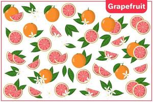 Set of vector cartoon illustrations with Citrus sweetie exotic fruits, flowers and leaves isolated on white background