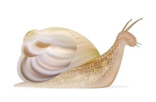 snail on a white background vector