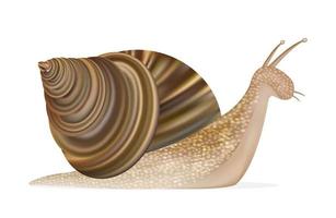 caracol sobre un fondo blanco vector