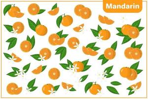 Set of vector cartoon illustrations with Mandarin exotic fruits, flowers and leaves isolated on white background