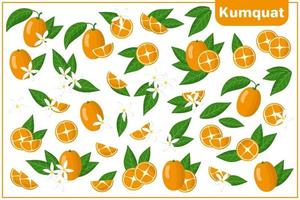 Set of vector cartoon illustrations with Kumquat exotic fruits, flowers and leaves isolated on white background