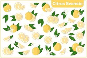 Set of vector cartoon illustrations with Citrus sweetie exotic fruits, flowers and leaves isolated on white background