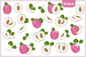 Set of vector cartoon illustrations with Icaco exotic fruits, flowers and leaves isolated on white background