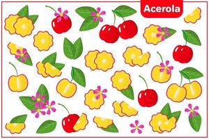 Set of vector cartoon illustrations with Acerola exotic fruits, flowers and leaves isolated on white background