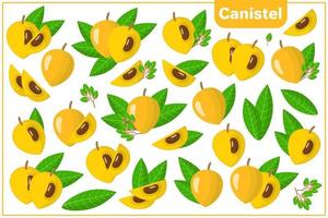 Set of vector cartoon illustrations with Canistel exotic fruits, flowers and leaves isolated on white background