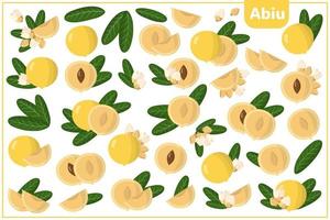 Set of vector cartoon illustrations with Abiu exotic fruits, flowers and leaves isolated on white background