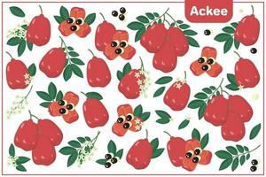 Set of vector cartoon illustrations with Ackee exotic fruits, flowers and leaves isolated on white background