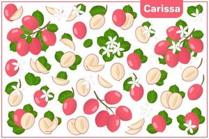 Set of vector cartoon illustrations with Carissa exotic fruits, flowers and leaves isolated on white background
