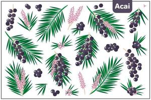 Set of vector cartoon illustrations with Acai exotic fruits isolated on white background