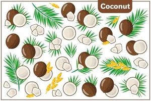 Set of vector cartoon illustrations with Coconut exotic fruits, flowers and leaves isolated on white background