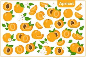 Conjunto de ilustraciones de dibujos animados vectoriales con frutas exóticas de albaricoque, flores y hojas aisladas sobre fondo blanco vector