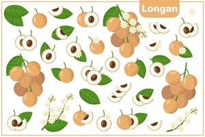 Set of vector cartoon illustrations with Longan exotic fruits, flowers and leaves isolated on white background