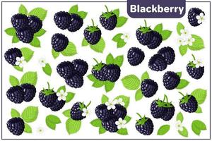Set of vector cartoon illustrations with Blackberry exotic fruits isolated on white background
