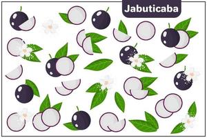Set of vector cartoon illustrations with Jabuticaba exotic fruits, flowers and leaves isolated on white background
