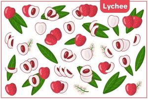 Set of vector cartoon illustrations with Lychee exotic fruits, flowers and leaves isolated on white background