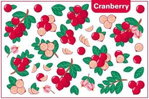 Set of vector cartoon illustrations with Cranberry exotic fruits, flowers and leaves isolated on white background