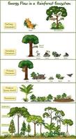 Energy flow in a rainforest ecosystem diagram vector