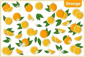 Set of vector cartoon illustrations with Orange exotic fruits, flowers and leaves isolated on white background