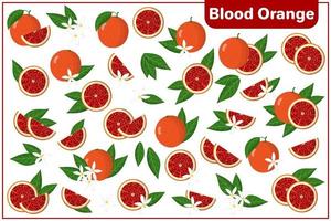 Set of vector cartoon illustrations with whole, half, cut slice Blood orange exotic fruits, flowers and leaves isolated on white background