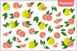 Conjunto de ilustraciones de dibujos animados vectoriales con frutas exóticas de pomelo, flores y hojas aisladas sobre fondo blanco vector