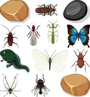 diferentes tipos de insectos con elementos de la naturaleza. vector