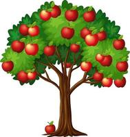 Many red apples on a tree isolated on white background vector