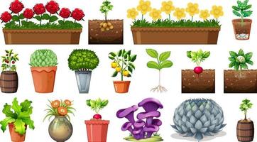 Set of different plants in pots isolated on white background vector