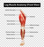 Diagrama que muestra la vista frontal de la anatomía del músculo de la pierna vector