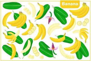 Conjunto de ilustraciones de dibujos animados de vectores con frutas exóticas de plátano, flores y hojas aisladas sobre fondo blanco